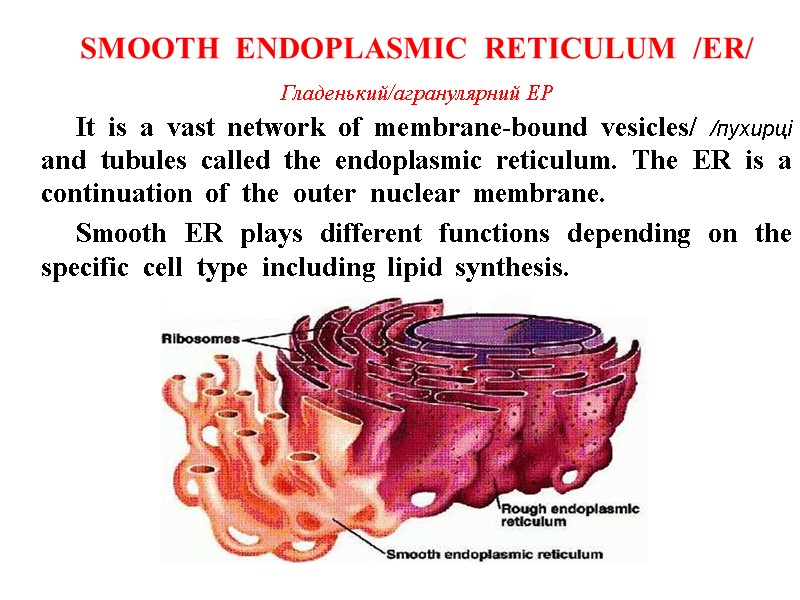 It is a vast network of membrane-bound vesicles/ /пухирці and tubules called the endoplasmic